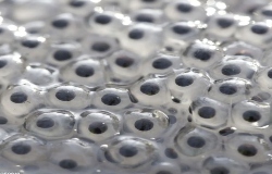 frog eggs